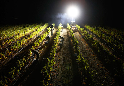 Nightime harvet in the Darioush Winery vineyard in Napa, California